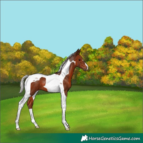 Horse Color:Silver Brown Tobiano 