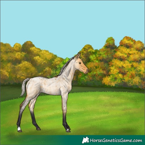 Horse Color:Silver Buckskin Roan Dun 