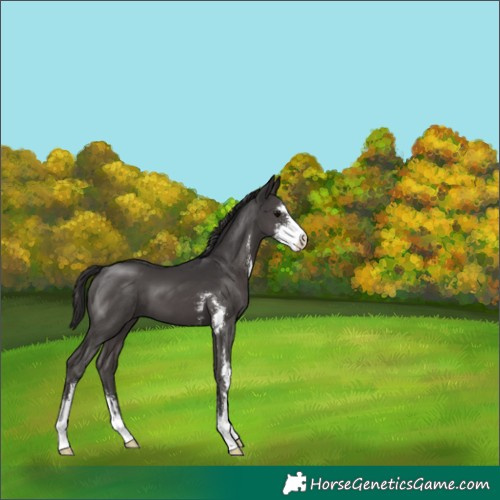Horse Color:Smoky Black Sabino 