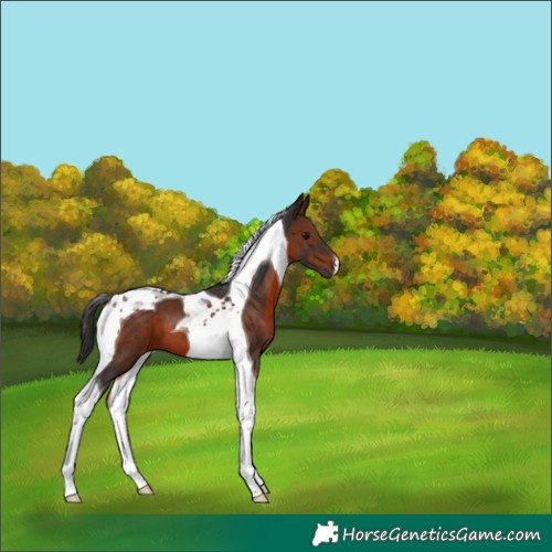 Horse Color:Brown Tobiano 