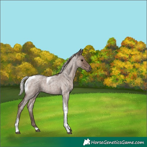 Horse Color:Silver Blue Roan Tobiano 