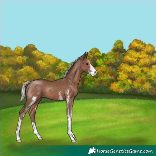 Horse Color:Silver Black Sabino 