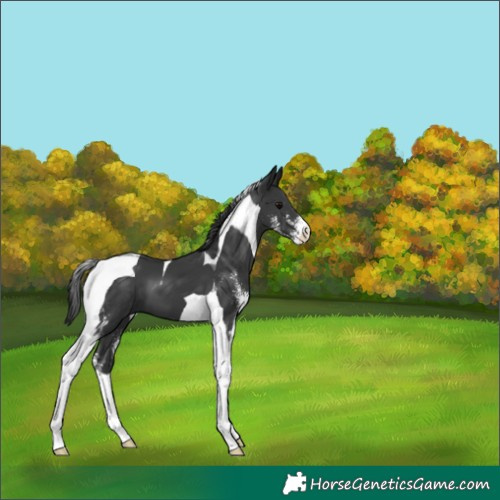 Horse Color:Black Sabino Tobiano 