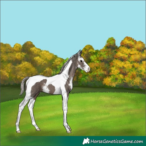 Horse Color:Silver Black Sabino Tobiano 