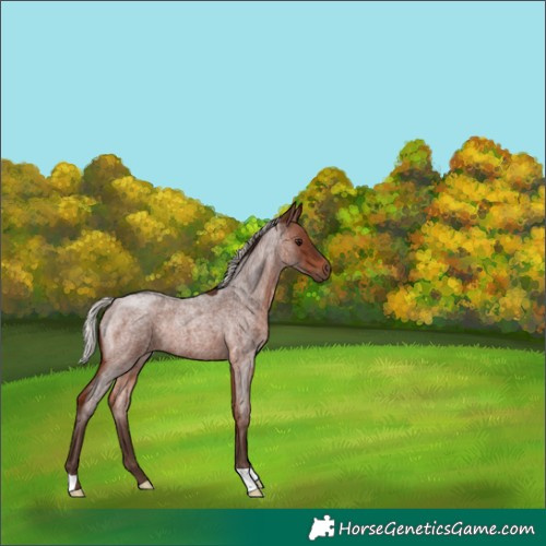 Horse Color:Silver Brown Roan 