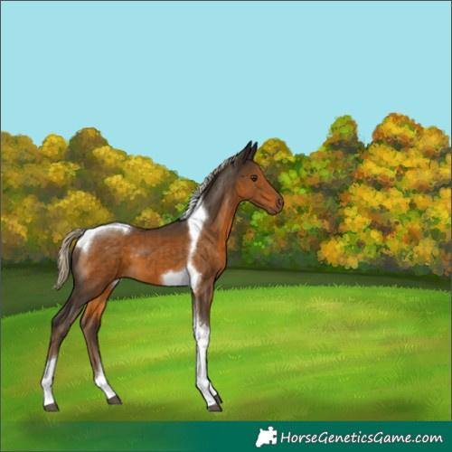 Horse Color:Chocolate Palomino Tobiano 
