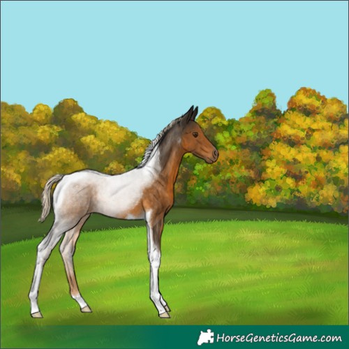 Horse Color:Chocolate Palomino Tobiano 