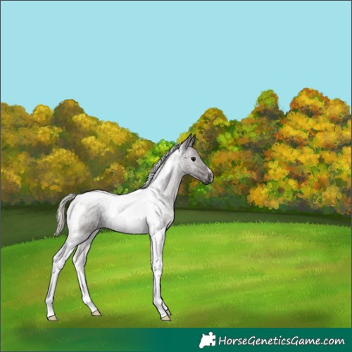 Horse Color:Gray Silver Black Tobiano 
