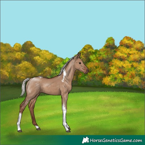 Horse Color:Silver Grullo Tobiano 