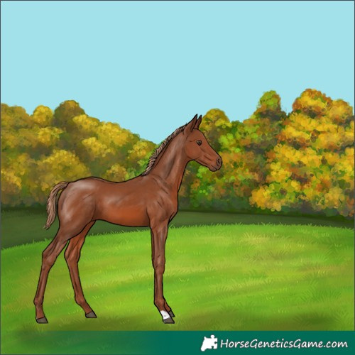 Horse Color:Chestnut 