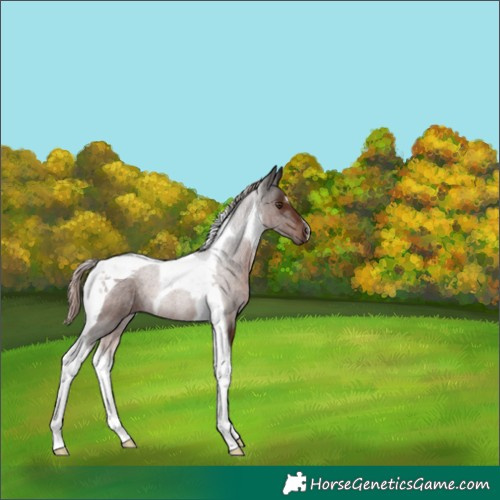 Horse Color:Liver Chestnut Tobiano 