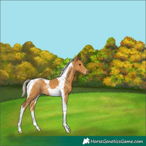 Horse Color:Palomino Tobiano 