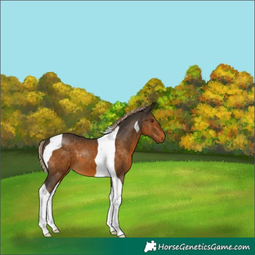 Horse Color:Chocolate Palomino Tobiano 