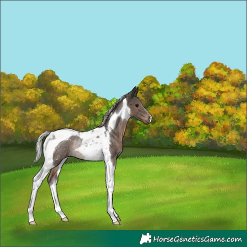 Horse Color:Silver Black Tobiano Rabicano 