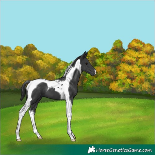 Horse Color:Black Tobiano 