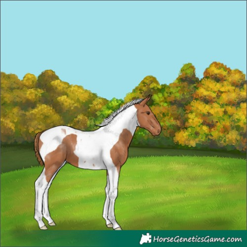 Horse Color:Chestnut Tobiano 