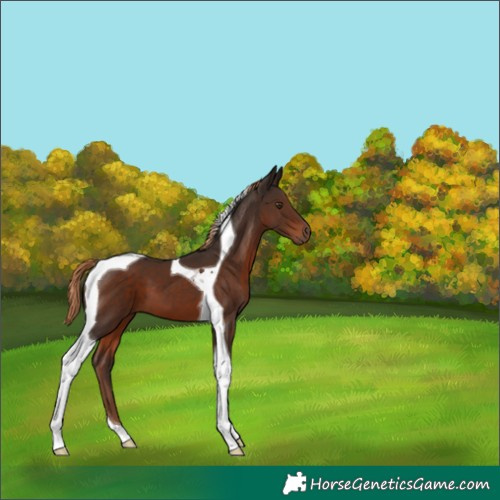 Horse Color:Liver Chestnut Tobiano 