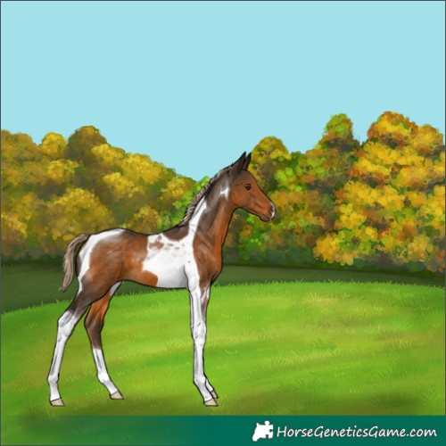 Horse Color:Chocolate Palomino Tobiano 