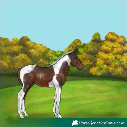 Horse Color:Liver Chestnut Tobiano 