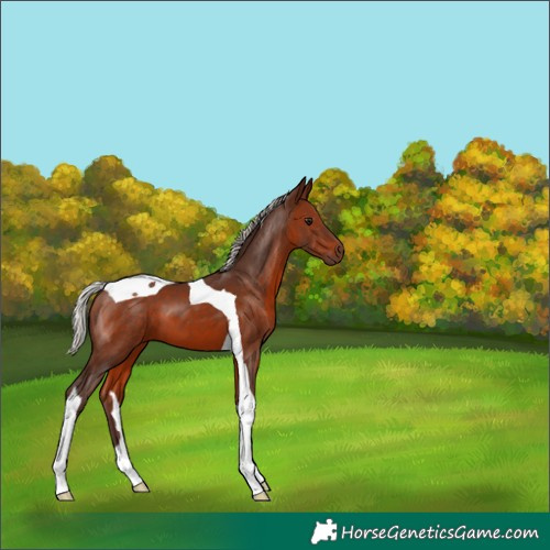 Horse Color:Silver Brown Tobiano 