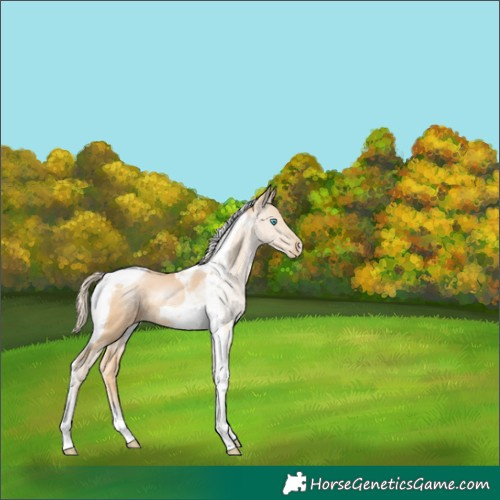 Horse Color:Palomino Pearl Tobiano 