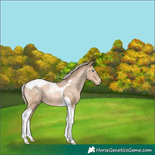 Horse Color:Chocolate Palomino Pearl Tobiano 