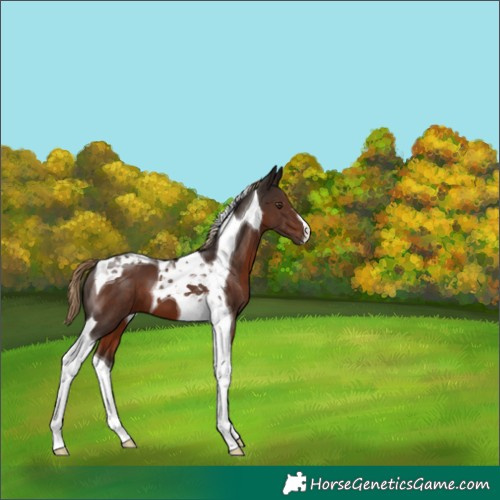Horse Color:Liver Chestnut Tobiano 