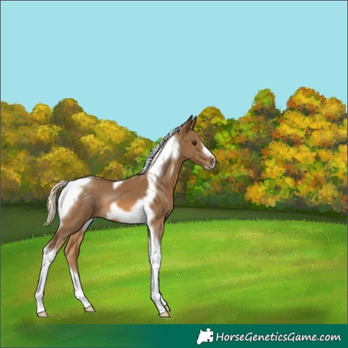 Horse Color:Chocolate Palomino Tobiano Frame 