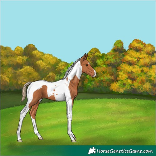 Horse Color:Chestnut Tobiano 