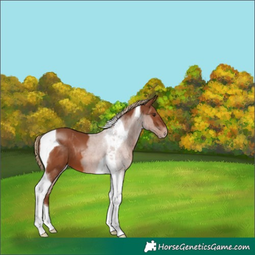 Horse Color:Chestnut Tobiano 
