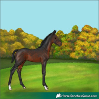 Horse Color:Brown