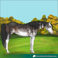 Horse Color:White Spotted Brown Splash Rabicano
