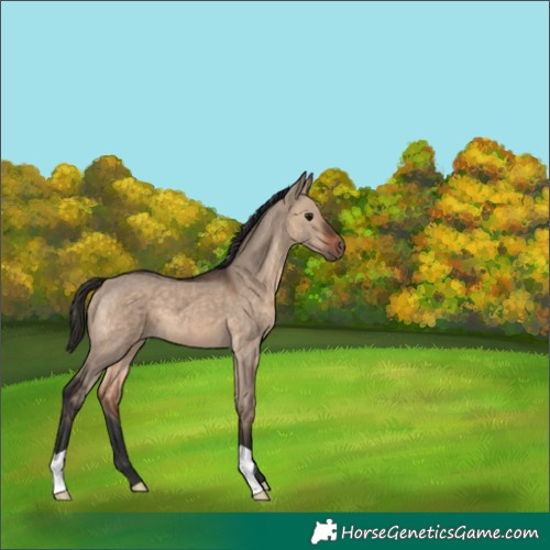 Horse Color:Bay Dun 