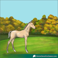 Horse Color:Silver Buckskin 
