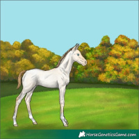 Horse Color:Buckskin Roan Pearl Dun 