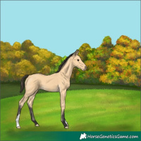 Horse Color:Buckskin 