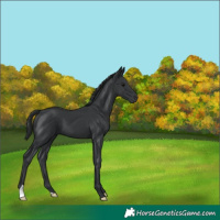 Horse Color:Black 