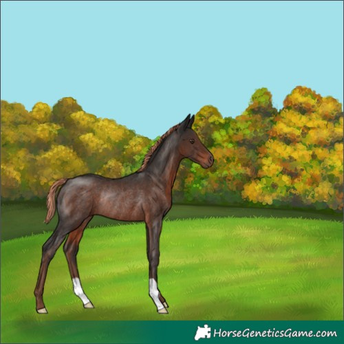 Horse Color:Liver Chestnut Rabicano 