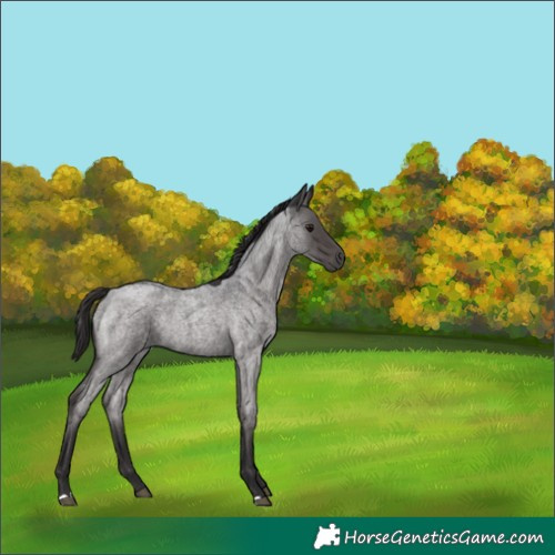 Horse Color:Smoky Blue Roan 