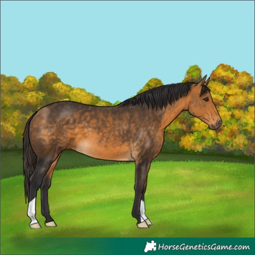 Horse Color:Buckskin