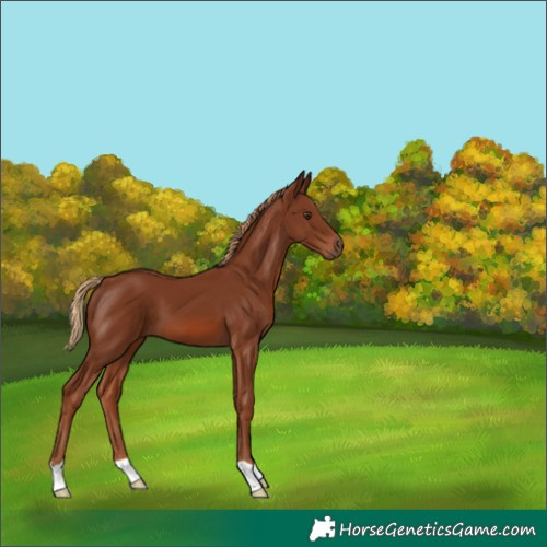 Horse Color:Chestnut 