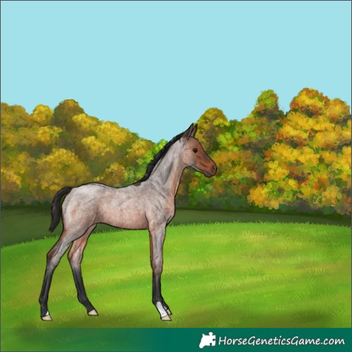 Horse Color:Brown Roan 