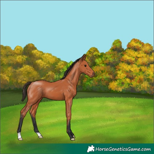 Horse Color:Bay 