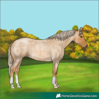 Horse Color:Palomino Roan 