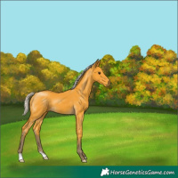 Horse Color:Silver Buckskin 