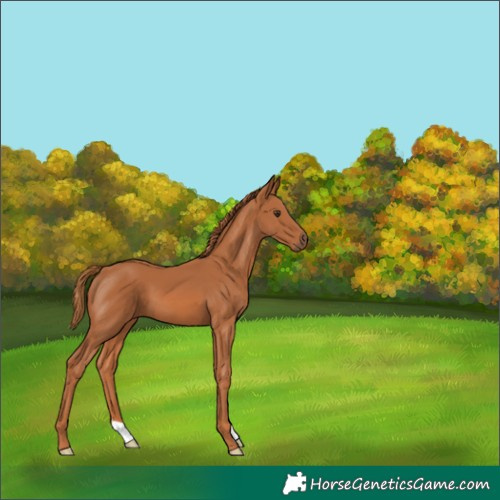 Horse Color:Chestnut 