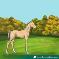 Horse Color:Palomino 