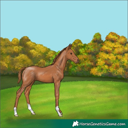 Horse Color:Chestnut 