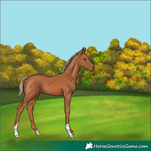 Horse Color:Chestnut 