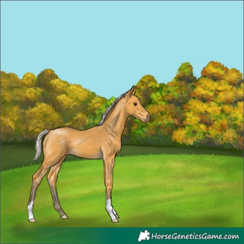 Horse Color:Silver Buckskin 